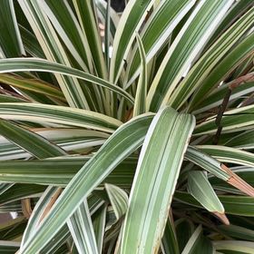 Photo of the plant species New Zealand Flax by @FunPhytolacca15 named Miley on Greg, the plant care app