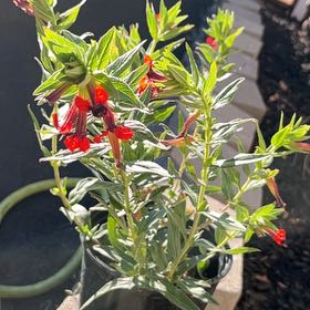 Photo of the plant species Cuphea by @FunPhytolacca15 named ChloroPhil on Greg, the plant care app