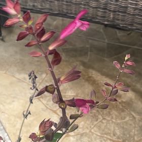 Photo of the plant species Autumn Sage by @FunPhytolacca15 named Kylie on Greg, the plant care app