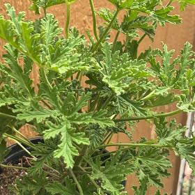 Photo of the plant species Citronella (anti-mosquito plant) by @FunPhytolacca15 named Hemingway on Greg, the plant care app