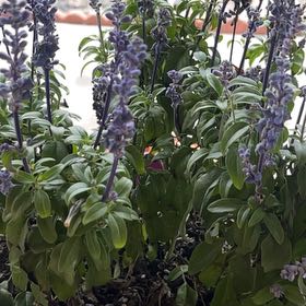 Photo of the plant species Mealycup Sage by @FunPhytolacca15 named Girlfrond on Greg, the plant care app
