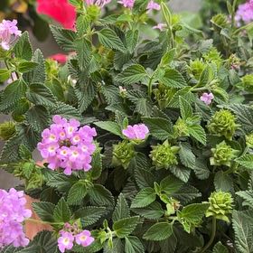 Photo of the plant species Weeping Lantana by @FunPhytolacca15 named Demi on Greg, the plant care app