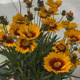 Photo of the plant species Coreopsis Solanna Sunset by @FunPhytolacca15 named Fernie Mac on Greg, the plant care app