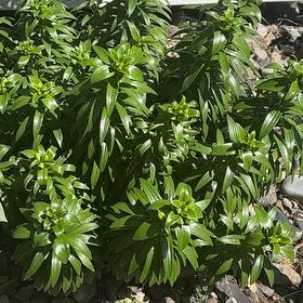 Photo of the plant species Easter Lily by @TryBeech75 named Beyonce on Greg, the plant care app