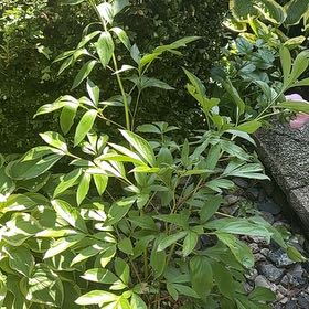 Photo of the plant species Chinese Peony by @TryBeech75 named Forrest on Greg, the plant care app