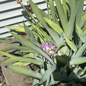 Photo of the plant species Blue Flag by @TryBeech75 named Tolkien on Greg, the plant care app