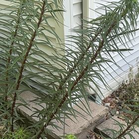 Photo of the plant species Seaside Goldenrod by @TryBeech75 named Spike Leaves on Greg, the plant care app