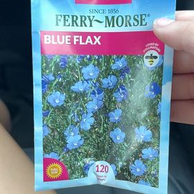 Photo of the plant species Stiff Blue Flax by @CivilIcarus39 named bluey on Greg, the plant care app
