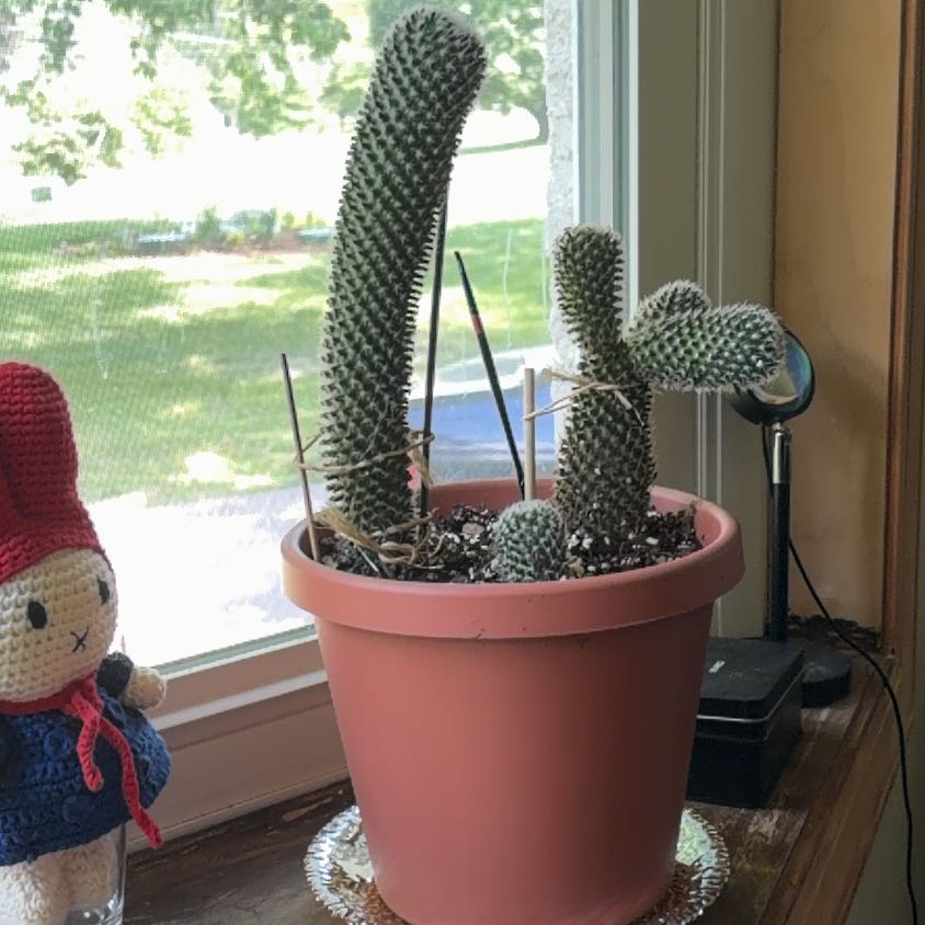 Photo of the plant species Coryphantha erecta by @ProperlyGrass65 named Beckham on Greg, the plant care app