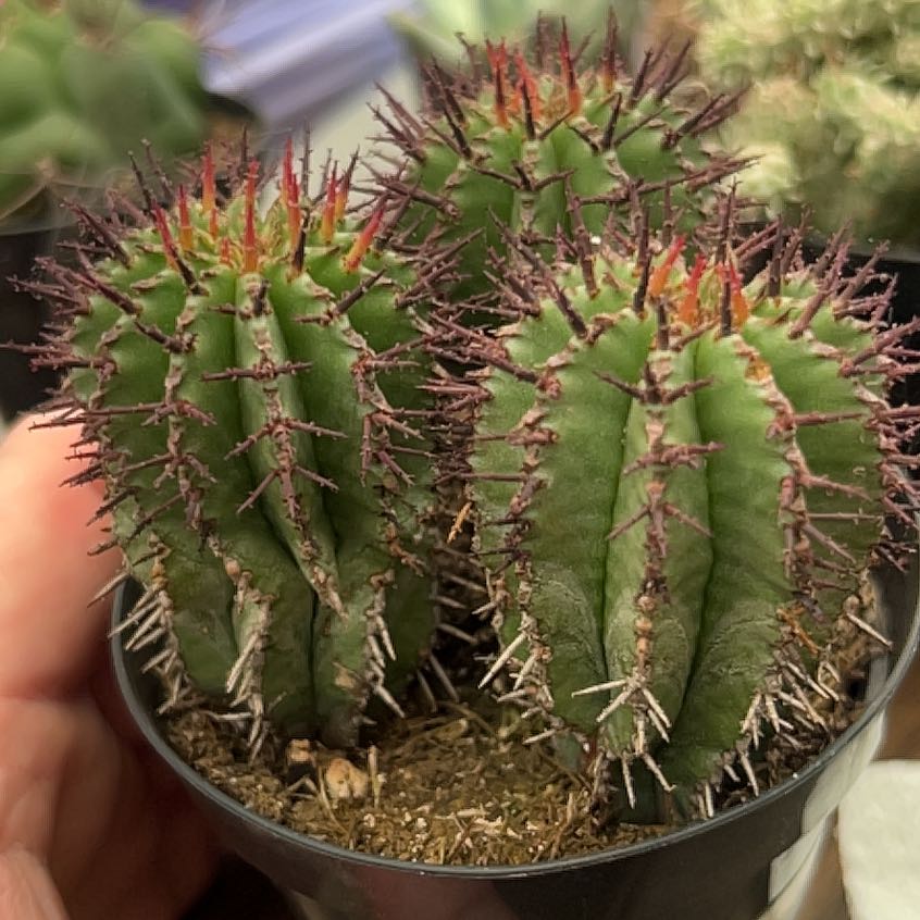 Photo of the plant species Milk Barrel Cactus by @AliveOleaster72 named Bodhi on Greg, the plant care app