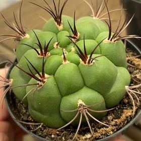 Photo of the plant species Giant Chin Cactus by @AliveOleaster72 named Harry on Greg, the plant care app