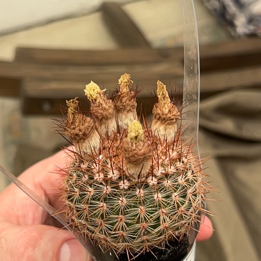 Photo of the plant species Cinnamon Cactus by @AliveOleaster72 named Drake on Greg, the plant care app