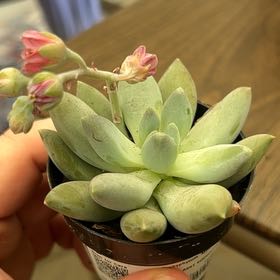 Photo of the plant species Pachyphytum 'Moonsilver' by @AliveOleaster72 named Marley on Greg, the plant care app