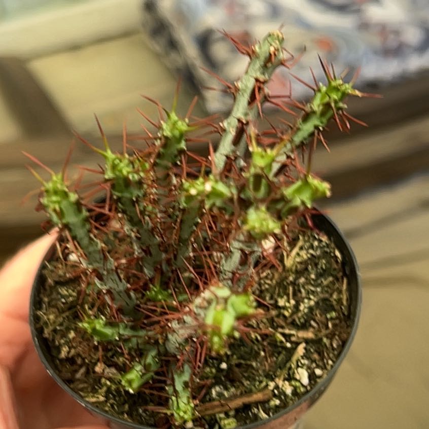 Photo of the plant species Miniature Saguaro by @AliveOleaster72 named Curie on Greg, the plant care app