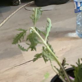 Photo of the plant species Groundsel by @GuruTreeivy67 named Curie on Greg, the plant care app