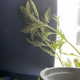 Photo of the plant species Australian Brake by @GuruTreeivy67 named Rihanna on Greg, the plant care app