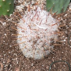Photo of the plant species Mammillaria sheldonii by @BoldKale51 named Tree Diddy on Greg, the plant care app