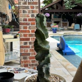 Photo of the plant species Spiral Cactus by @BoldKale51 named Austen on Greg, the plant care app