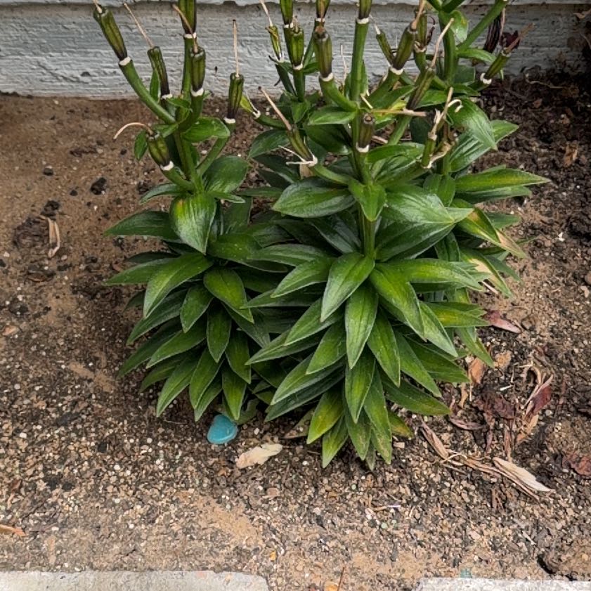 Photo of the plant species Easter Lily by @GnarlyDuwei87 named Navajo on Greg, the plant care app