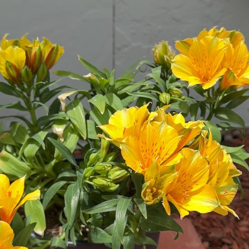 Photo of the plant species Lily of the Incas by @GnarlyDuwei87 named Yellow Beauty on Greg, the plant care app