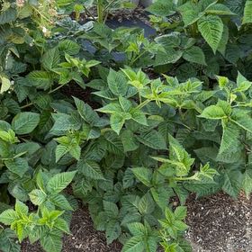 Photo of the plant species Blackberry by @GnarlyDuwei87 named Keanu Leaves on Greg, the plant care app