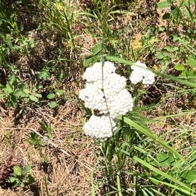 Photo of the plant species Yarrow by @SilkenFlatpea60 named Tree Diddy on Greg, the plant care app