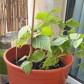 Photo of the plant species Epimedium 'Autumn Raspberry' by @RadKonjac44 named Raspby on Greg, the plant care app