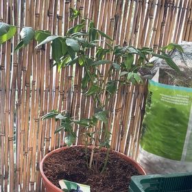 Photo of the plant species Blueberry by @RadKonjac44 named Bluey on Greg, the plant care app