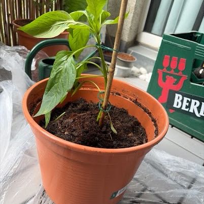 Photo of the plant species Cheyenne Chilli Pepper by @RadKonjac44 named Kesha on Greg, the plant care app