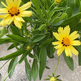 Photo of the plant species Lanceleaf Tickseed by @PoeticChamisa86 named James Dean on Greg, the plant care app