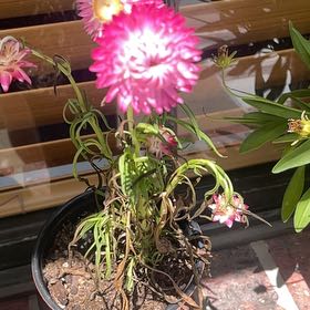 Photo of the plant species Strawflower by @PoeticChamisa86 named Strawflower on Greg, the plant care app