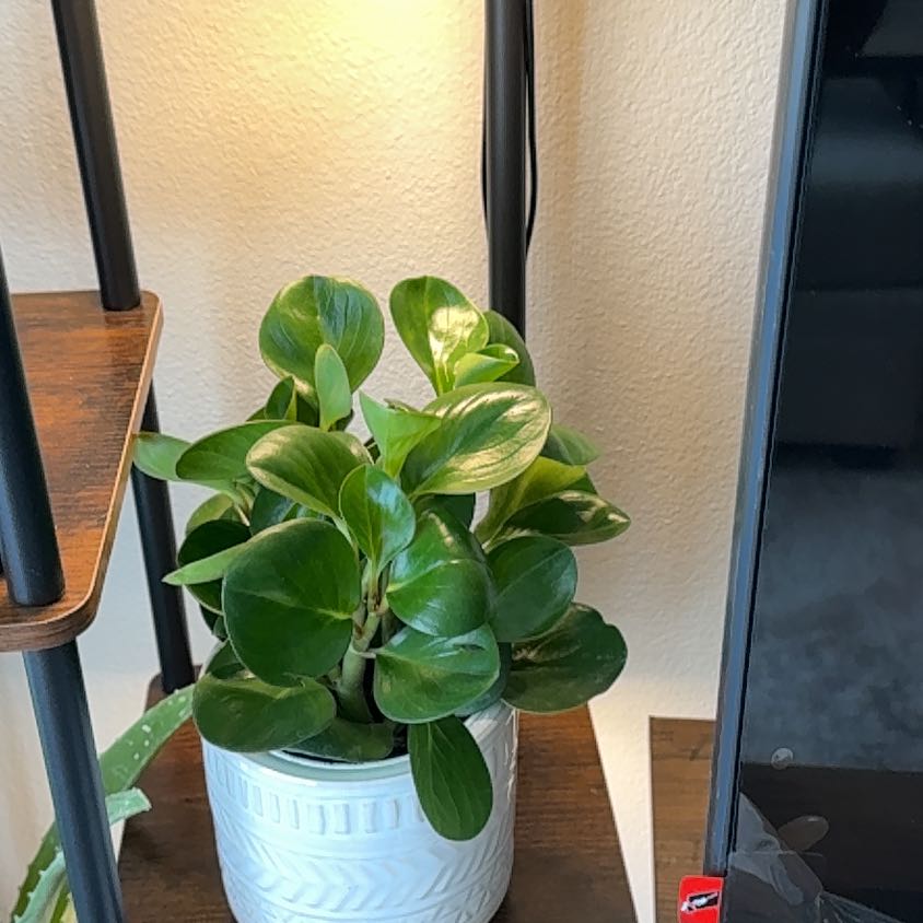 Photo of the plant species green peperomia by @FirstWildrice97 named Bubbles on Greg, the plant care app