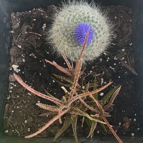 Photo of the plant species Rainbow Pincushion by @SaintlyAlbo named Sahara on Greg, the plant care app