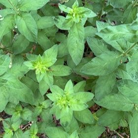 Photo of the plant species Dotted Loosestrife by @EAPlants named Elina on Greg, the plant care app