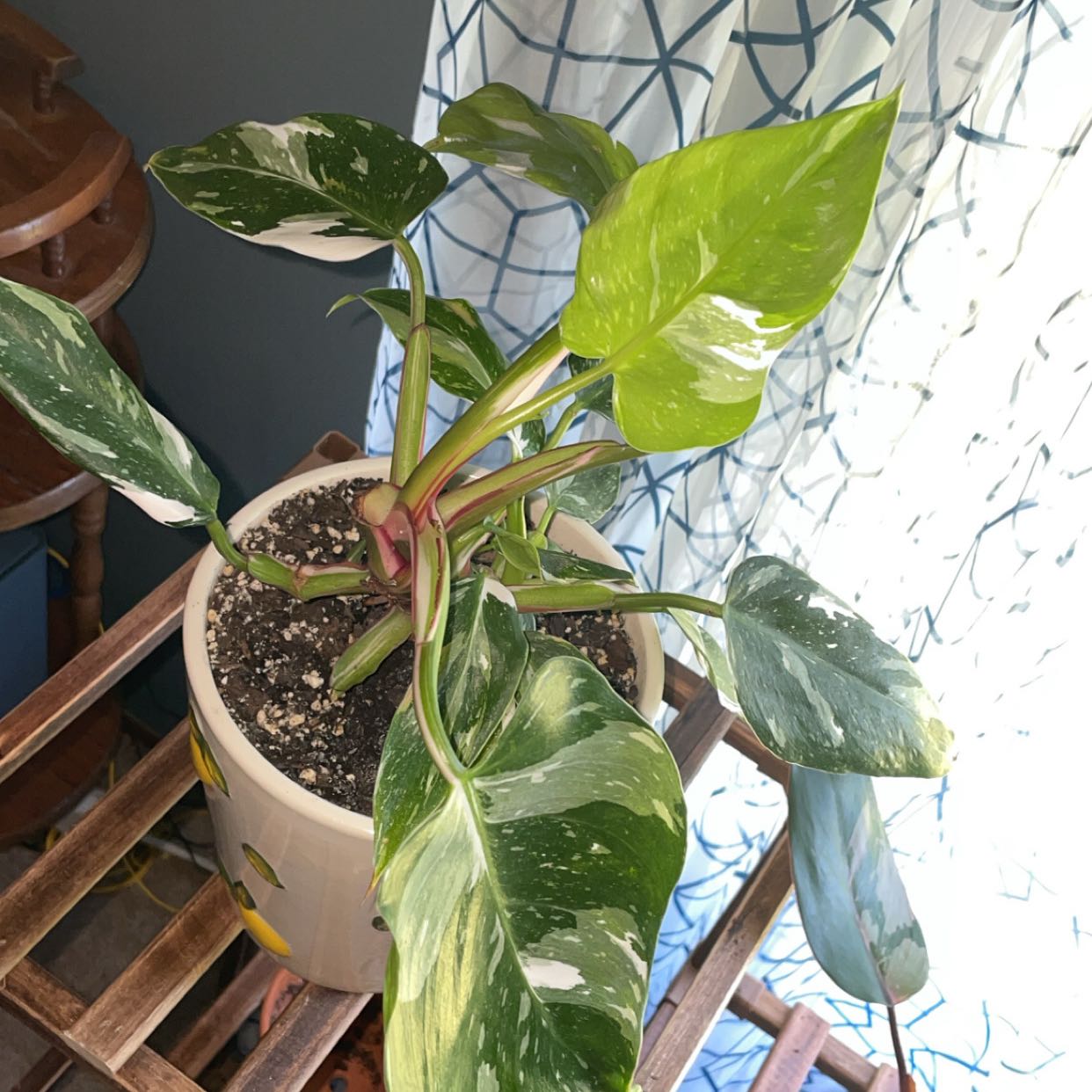 Photo of the plant species Philodendron 'White Wizard' by @ZappyPilea26 named Keanu Leaves on Greg, the plant care app