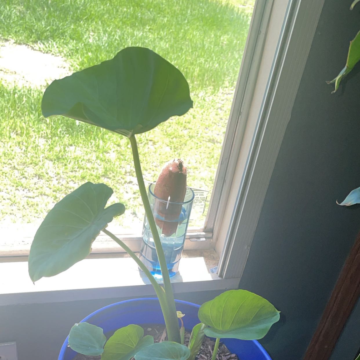 Photo of the plant species Elephant Ear by @ZappyPilea26 named Winston on Greg, the plant care app
