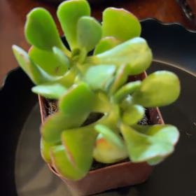 Photo of the plant species Oregon Stonecrop by @GrandOmnom42 named Ulysses S Plant on Greg, the plant care app