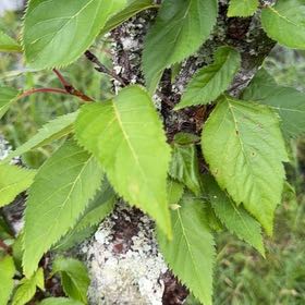 Photo of the plant species Japanese Flowering Cherry by @GrandOmnom42 named Ronaldo on Greg, the plant care app