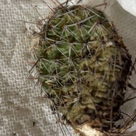 Photo of the plant species Chihuahuan Beehive by @AceMostii99 named Sir Plancelot on Greg, the plant care app