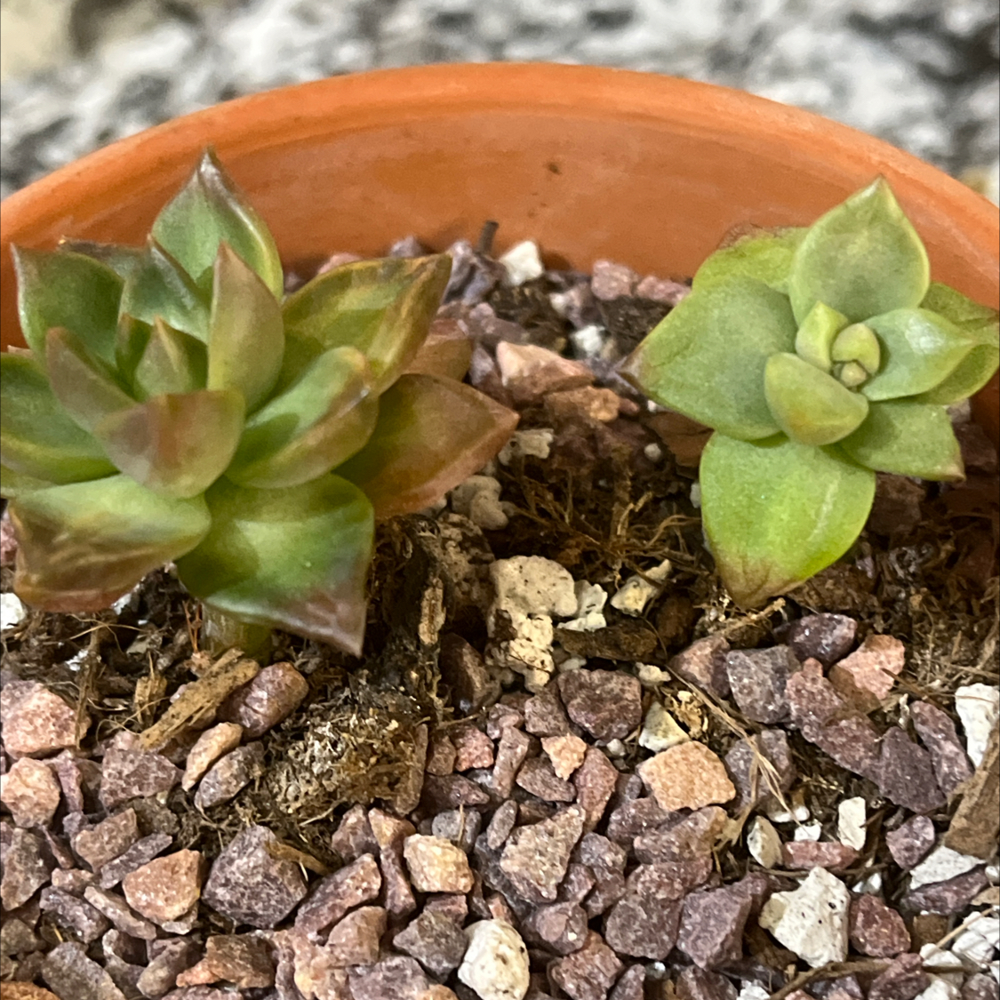 Two small succulent plants in a pot with rocky soil, some browning on the left plant.