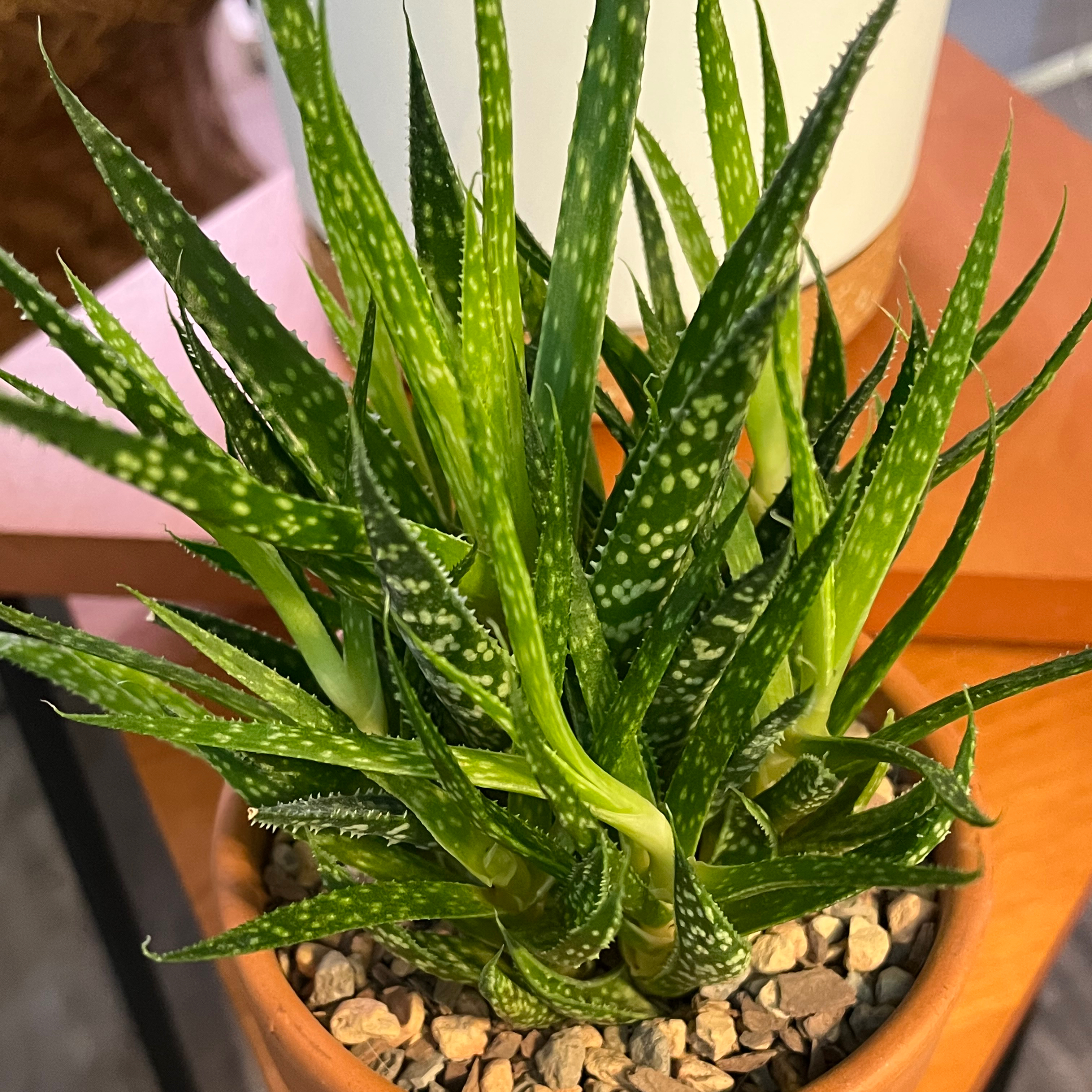 Gasteraloe 'Flow' plant in a pot with visible soil and pebbles, healthy green leaves with white spots.