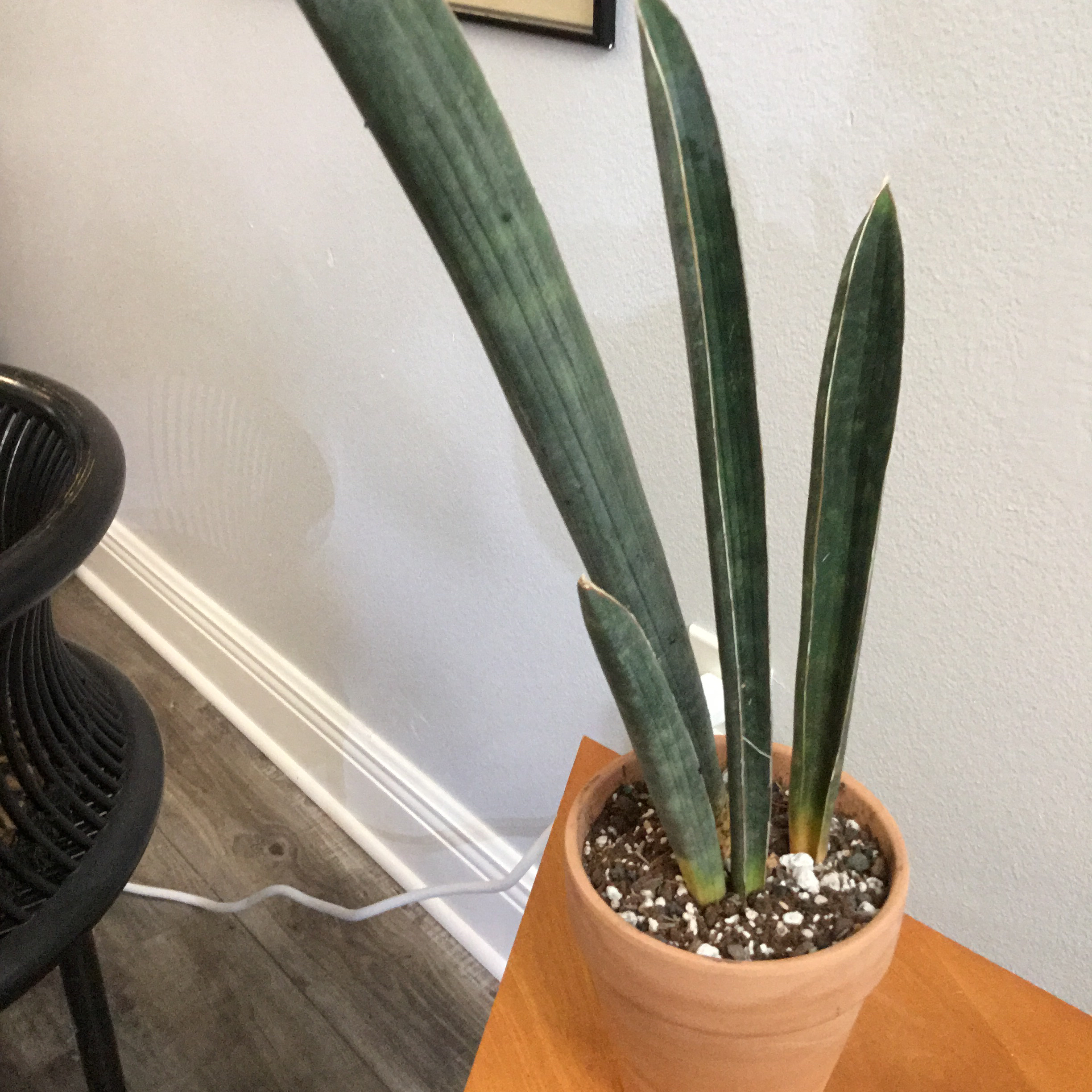 Photo of the plant species 'White Stripe Giant' Sansevieria by @Ms.Persnickety named Sansevieria Hallii Baseball Bat Plant on Greg, the plant care app