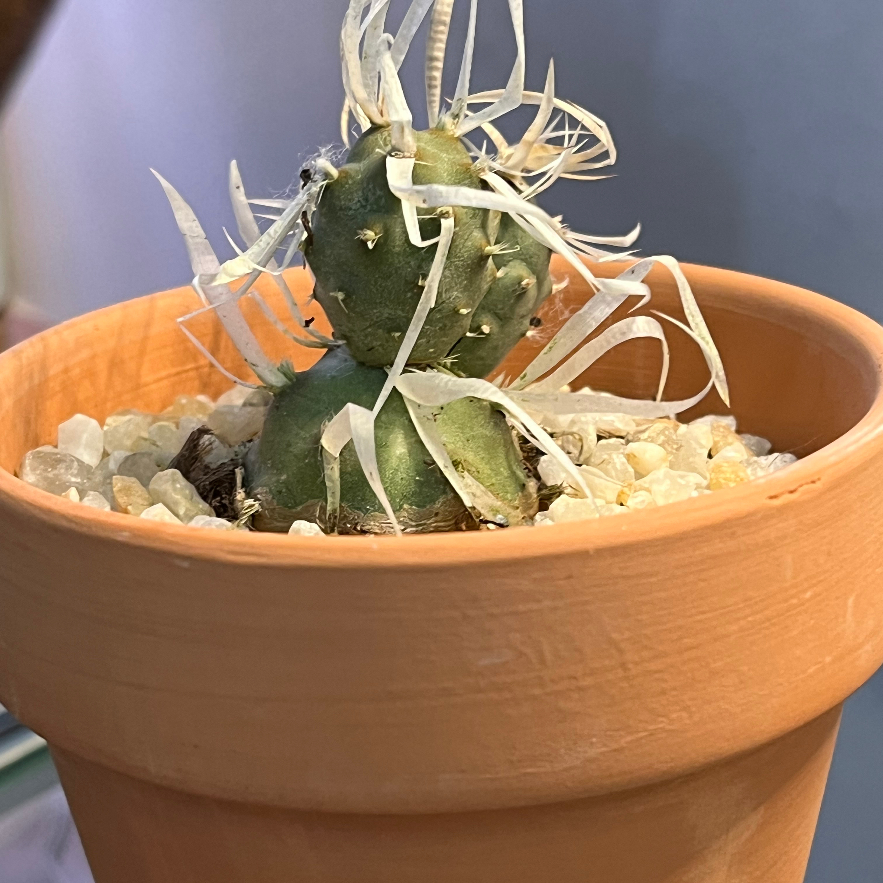 Paper Spine Cactus in a terracotta pot with white gravel.