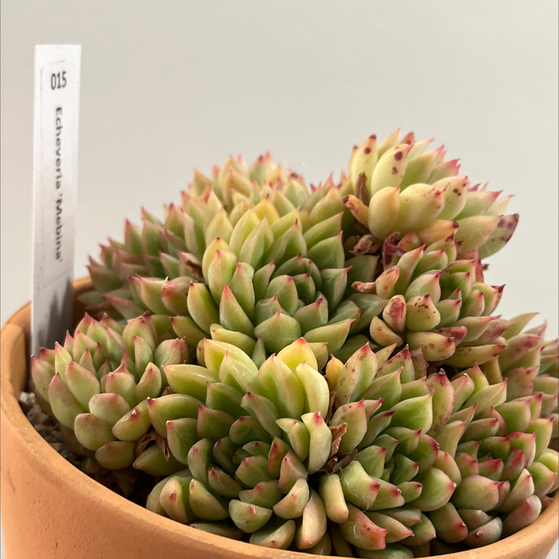 Photo of the plant species Echeveria mebina by @Ms.Persnickety named Echeveria Mebina ⚰️ on Greg, the plant care app