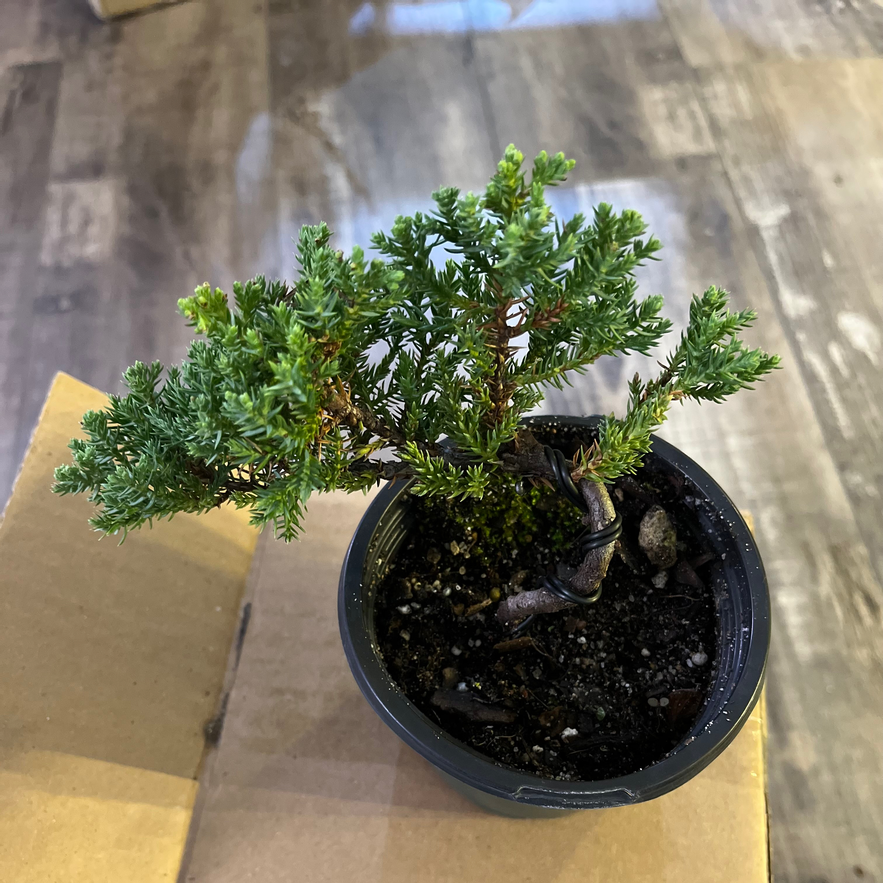 Potted Creeping Juniper plant on a cardboard surface, healthy green foliage.