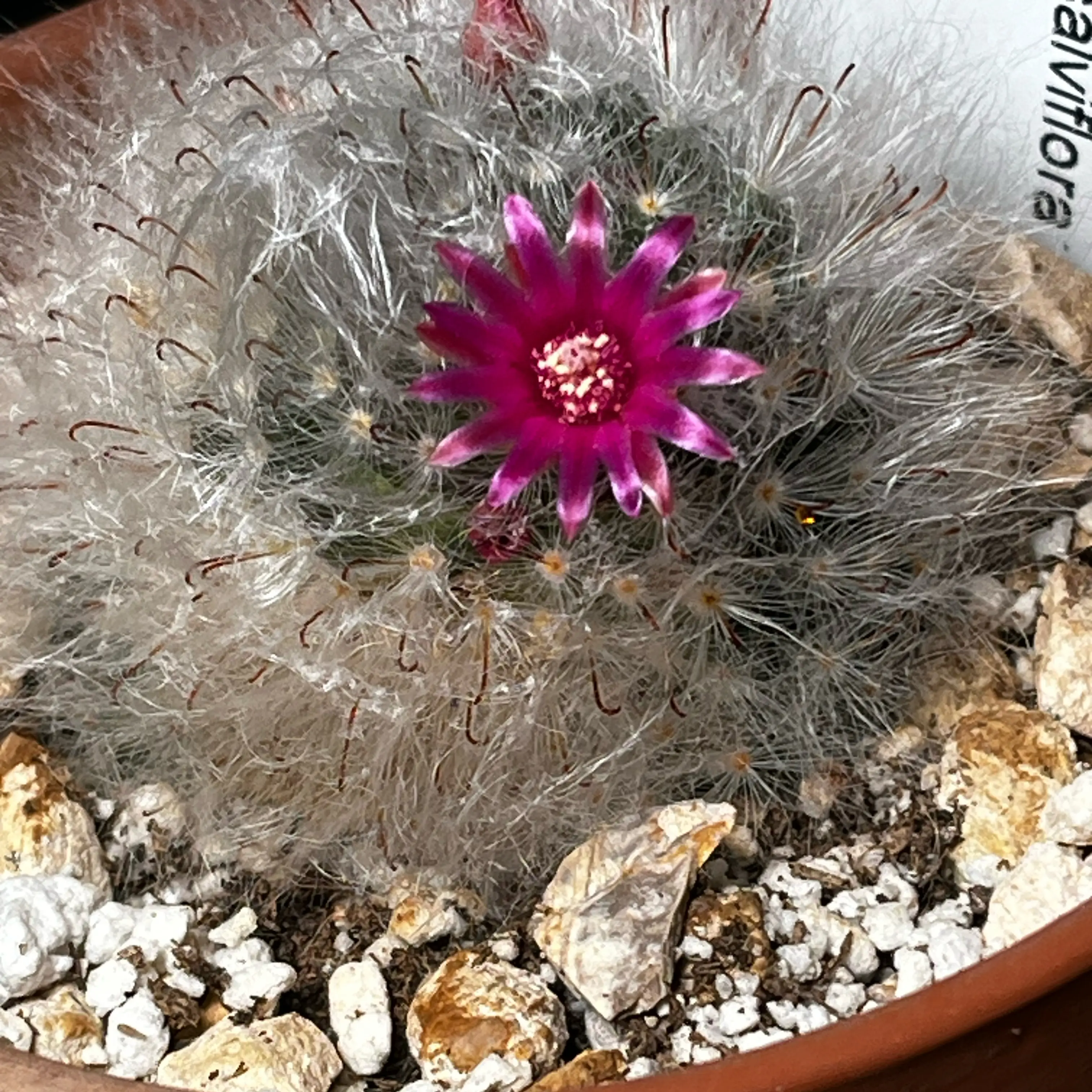 Photo of the plant species Powder Puff Cactus by @Ms.Persnickety named Mammillaria Bocasana v. rosalviflora on Greg, the plant care app