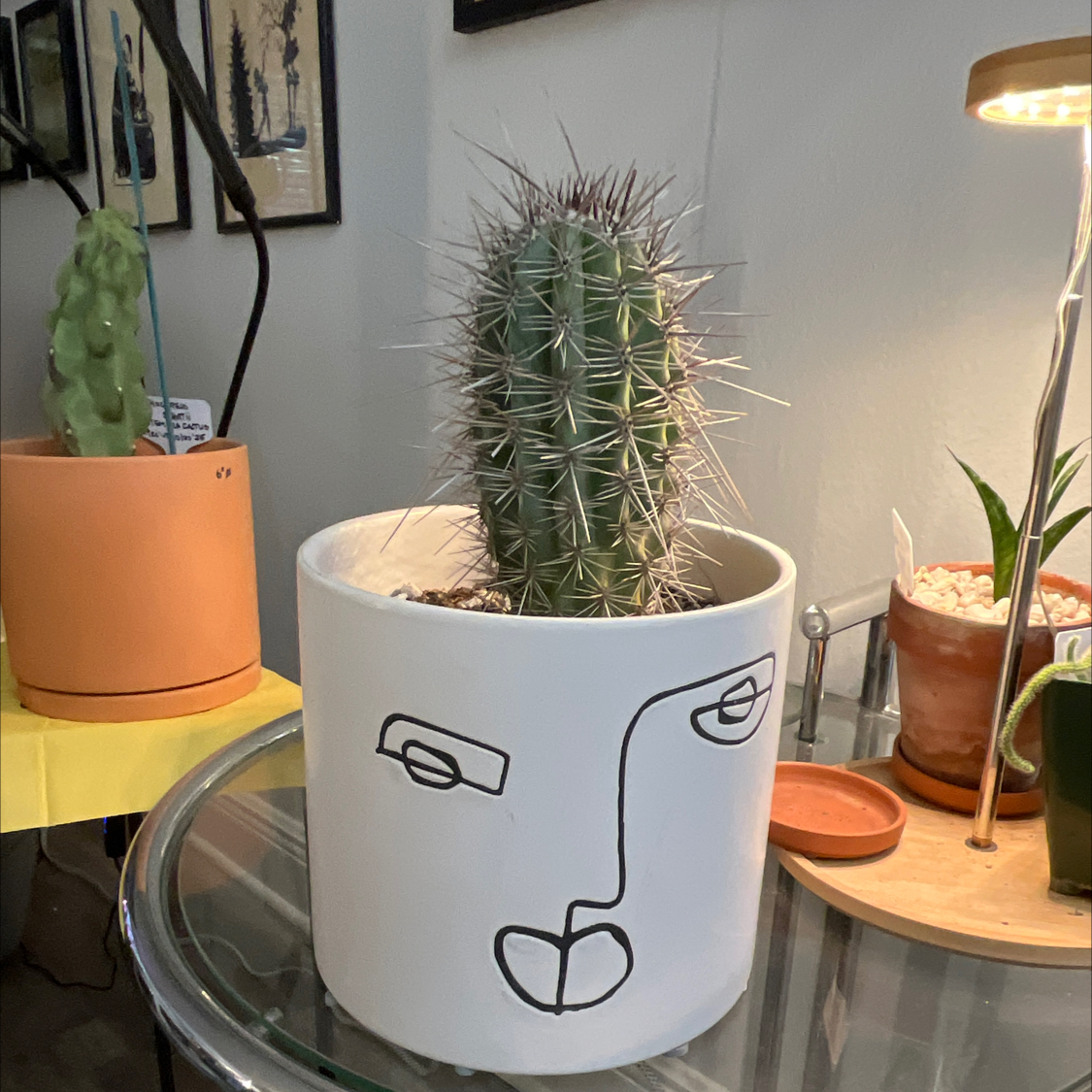 Photo of the plant species Giant Mexican Cactus by @Ms.Persnickety named Giant Mexican Cardòn on Greg, the plant care app