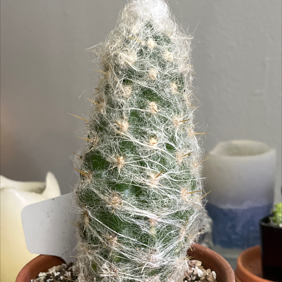 Photo of the plant species Peruvian Old Man Cactus by @Ms.Persnickety named Espostoa lanata on Greg, the plant care app