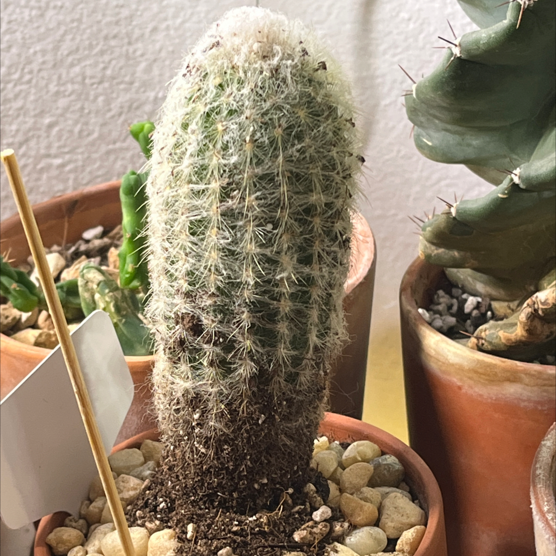 Photo of the plant species Peruvian Old Man Cactus by @Ms.Persnickety named Espostoa lanata on Greg, the plant care app