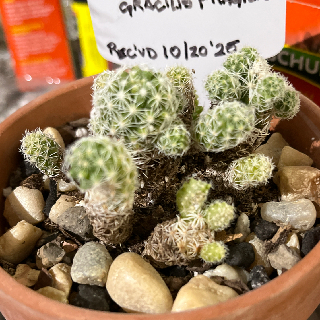 Photo of the plant species Thimble Cactus by @Ms.Persnickety named Mammillaria Gracilis fragilis on Greg, the plant care app